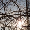 frosty branches.jpg