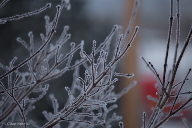 frosty braches